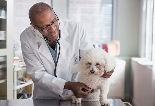 How To Stop Dog From Eating Poop? Home Remedies!