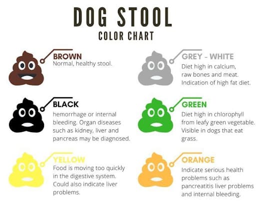 Dog Poop Color Chart, What's Normal?