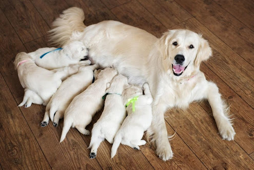 How To Stop Dog From Eating Poop? Home Remedies!