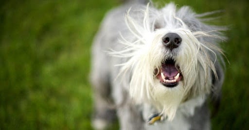 How to Stop a Dog from Barking Excessively A Comprehensive Guide