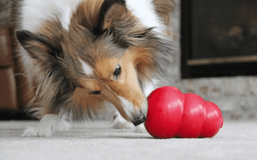 Do Dogs Get Tired of Barking / How to Stop Demand Barking?