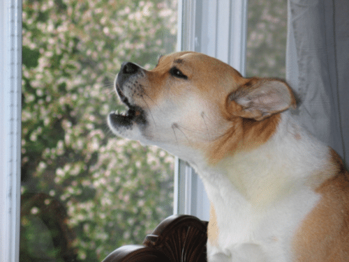 Do Dogs Get Tired of Barking / How to Stop Demand Barking?