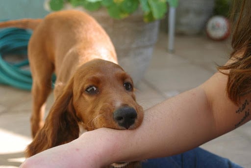 How to Stop My Dog from Biting When Excited?