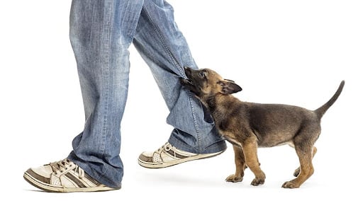 How to Stop My Dog from Biting When Excited?