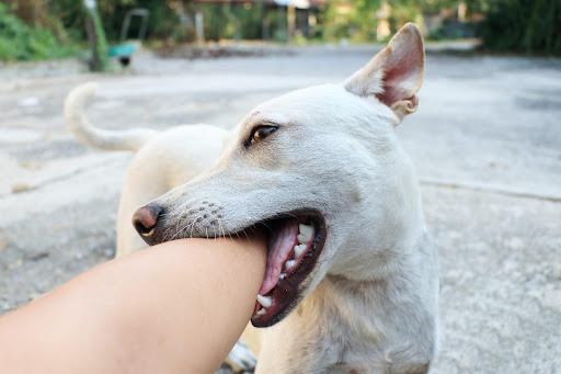 How to Stop My Dog from Biting When Excited?