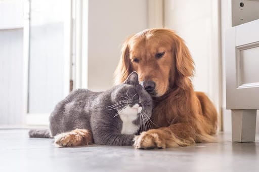 Can cats and dogs be friends?