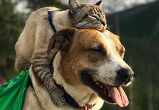 are dogs and cats friends