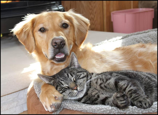 Can cats and dogs be friends?