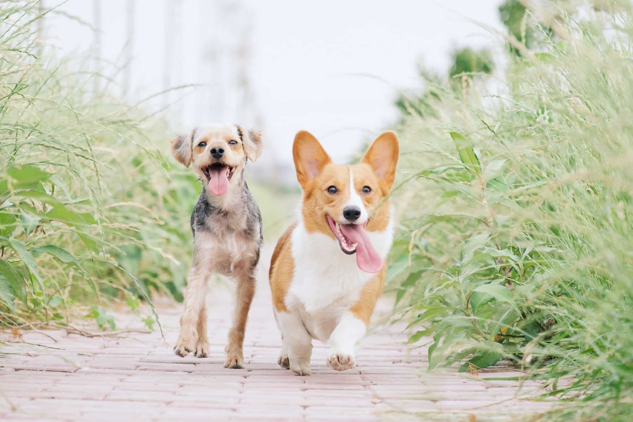 Pet Cleanup Federal Way