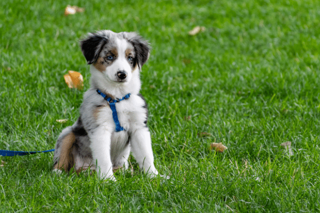 Auburn Pet Cleanup