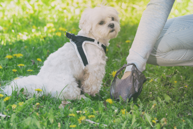 Bellevue Pet Waste Removal Scoopology Poop Removal