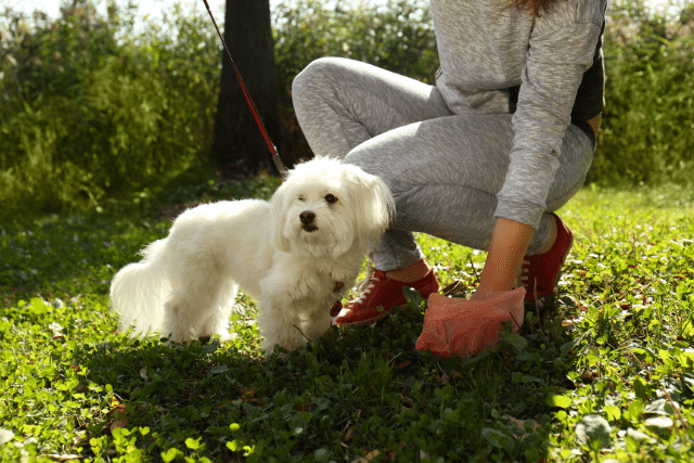 Olympia Pet Waste Removal