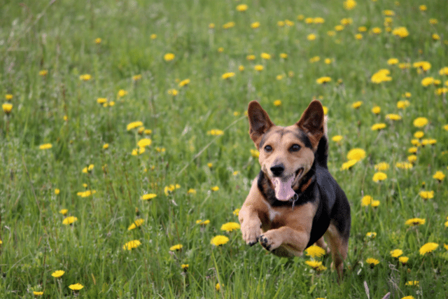 Pet Cleanup Olympia