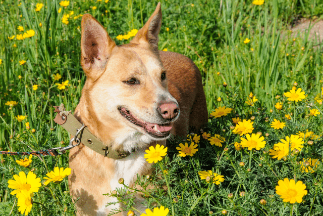Puyallup Pet Poop Removal Service Near Me