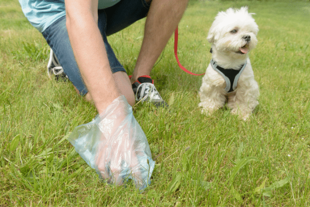 Puyallup Pet Poop Removal Service Near Me