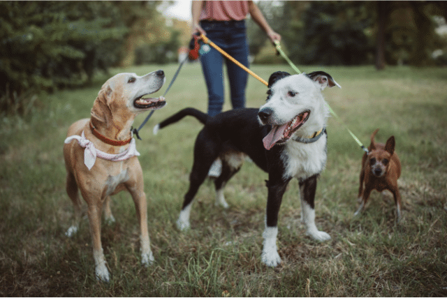 burien pet waste removal