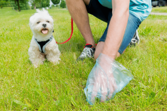 shoreline poop scoop service