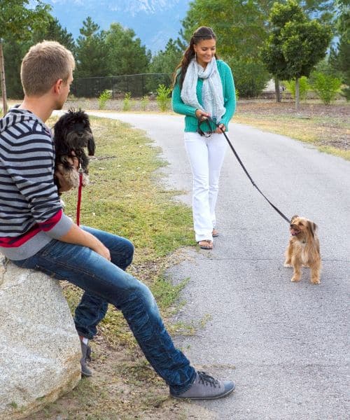 University Place pet owners walking their dogs