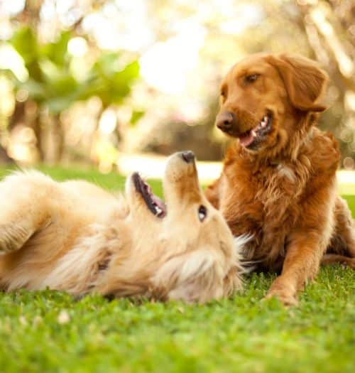 Two golden retrievers playing.