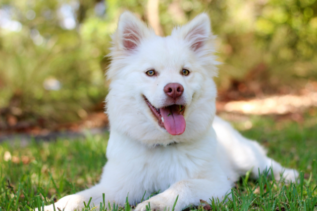 Aberdeen Pet Waste Removal Aberdeen Pet Waste Removal
