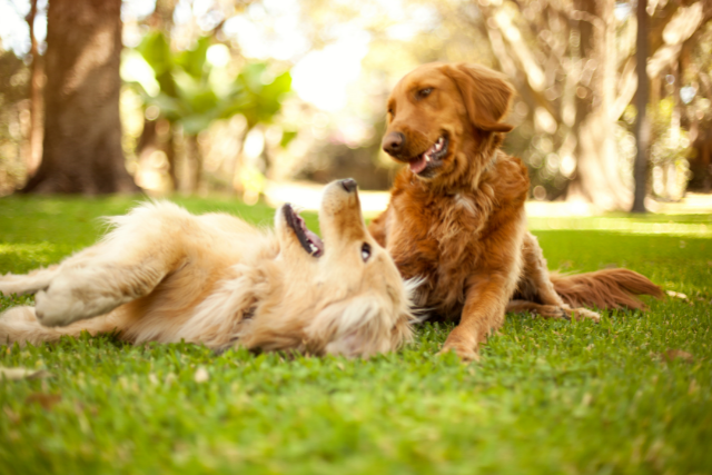 Bainbridge Island Pet Cleanup