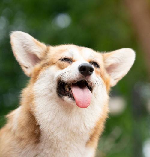 Scoopology - capitol hill Poop Scoop Services capitol hill poop scoop services