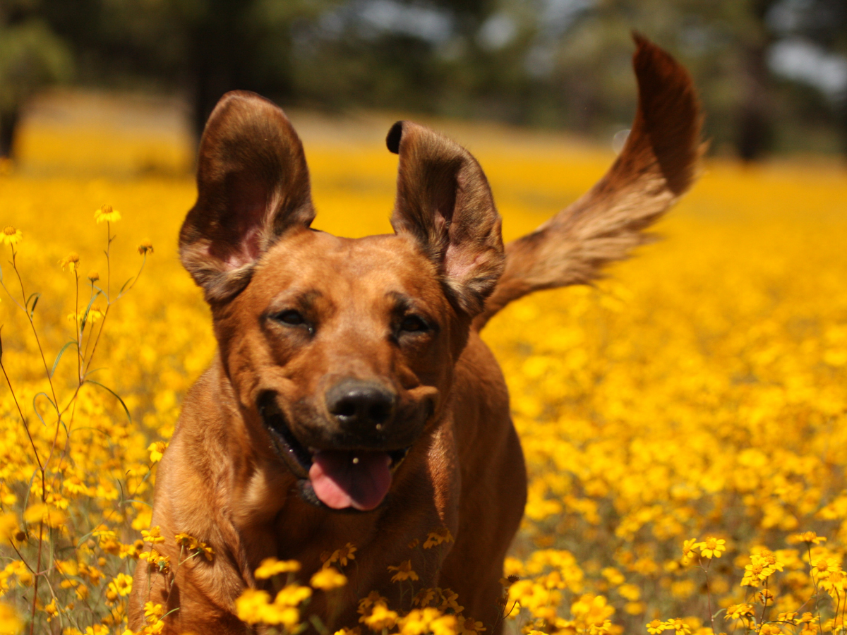 Pet Cleanup SeaTac