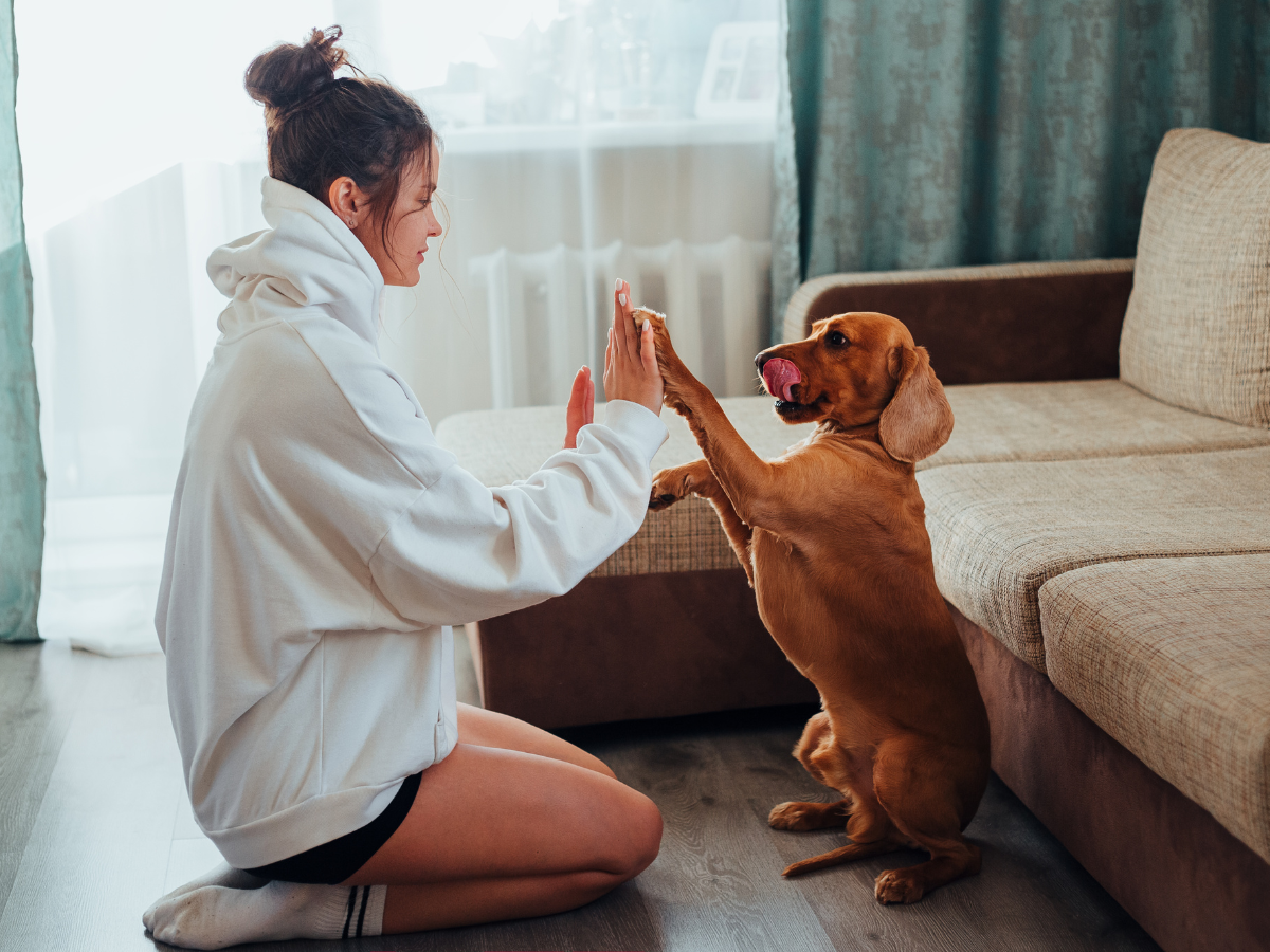 Capitol Hill Pet Waste Removal Capitol Hill Pet Waste Removal