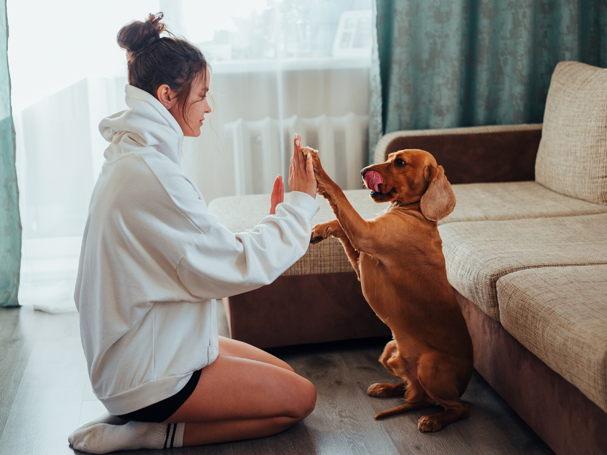 Capitol Hill Pet Waste Removal