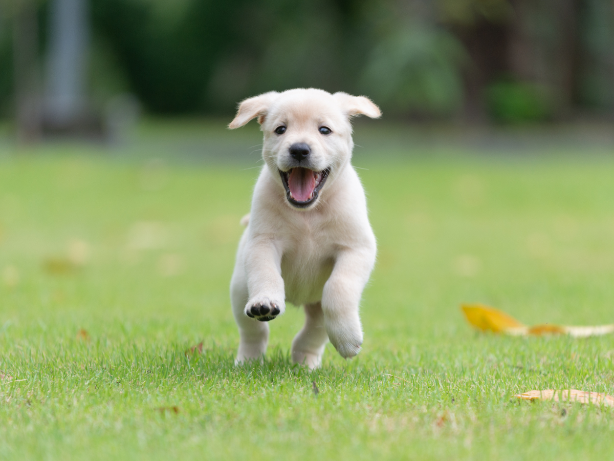 Shelton Pet Waste Removal Pet Waste Removal Edmonds
