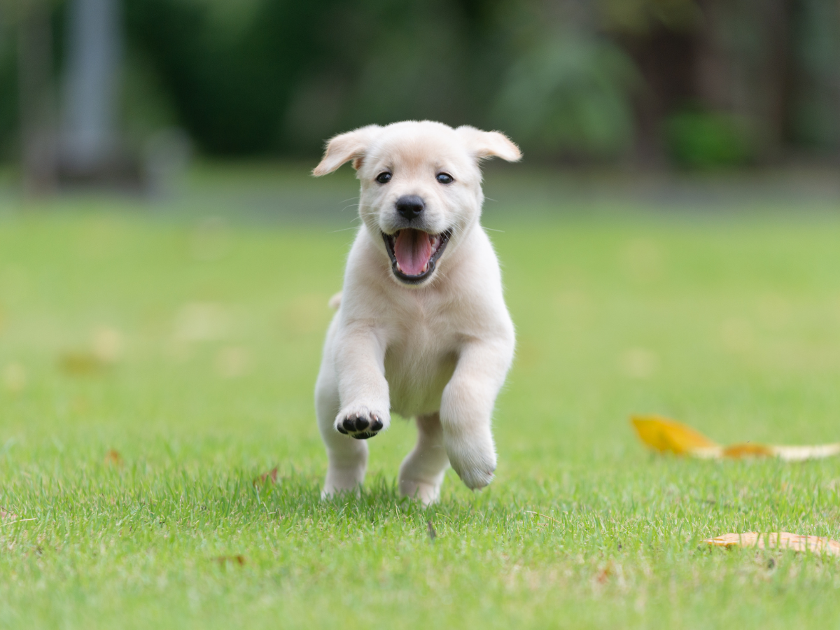 Pet Waste Removal Edmonds