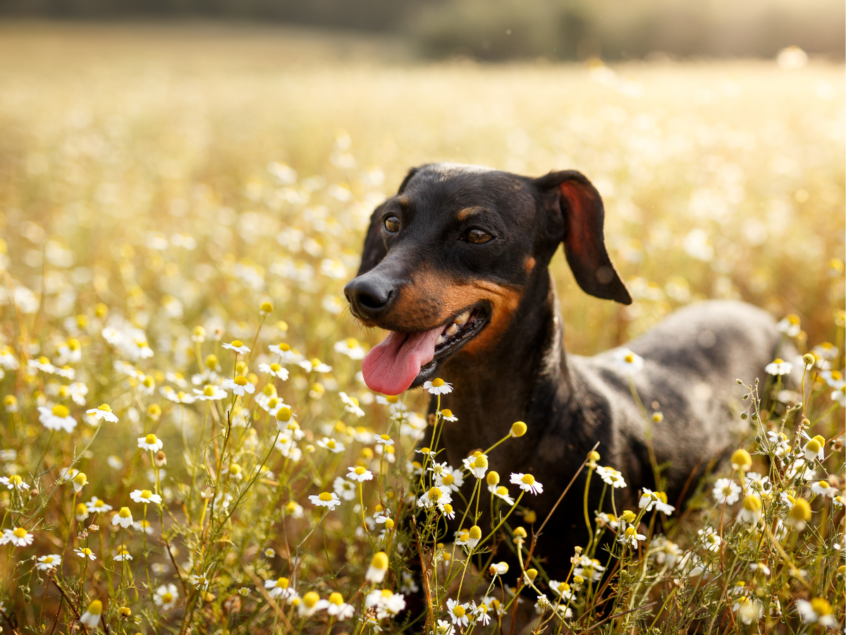 Ballard Pet Cleanup