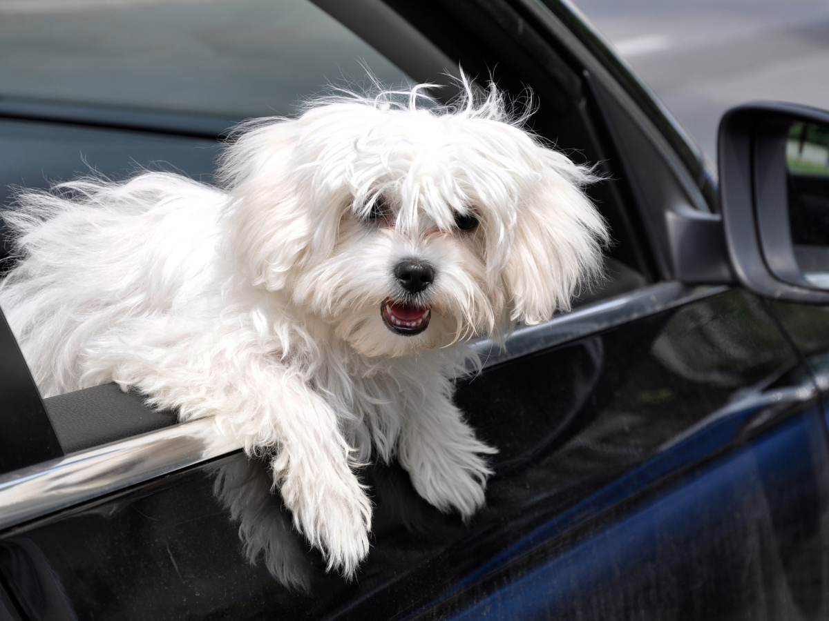 Bonney Lake Pet Cleanup