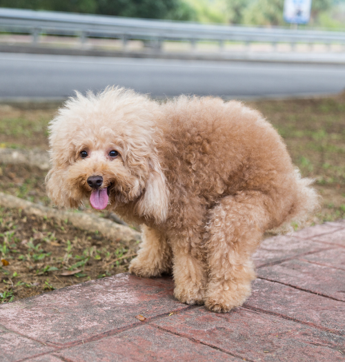 Pet Waste Removal Ballard