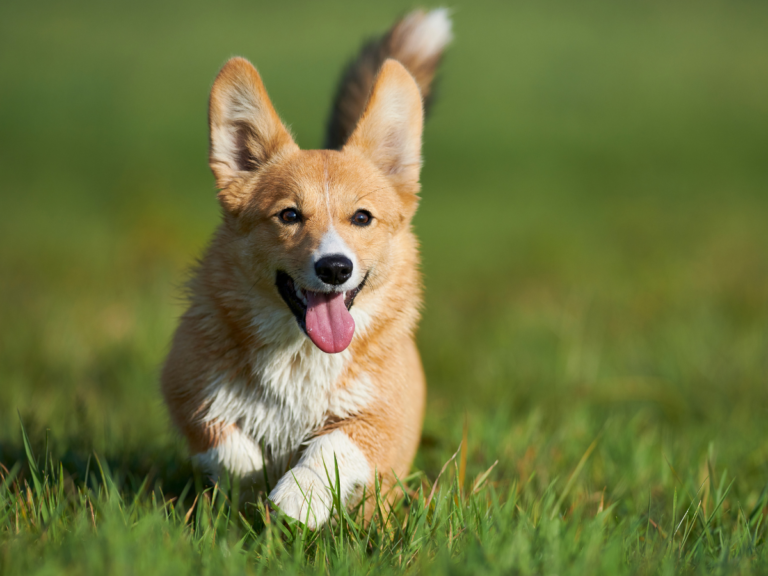 East Port Orchard Poop Scoop Service Scoopology Poop Removal