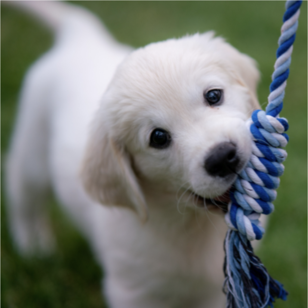 Yelm Poop Scoop Service Yelm Pet Waste Removal Yelm Pet Cleanup