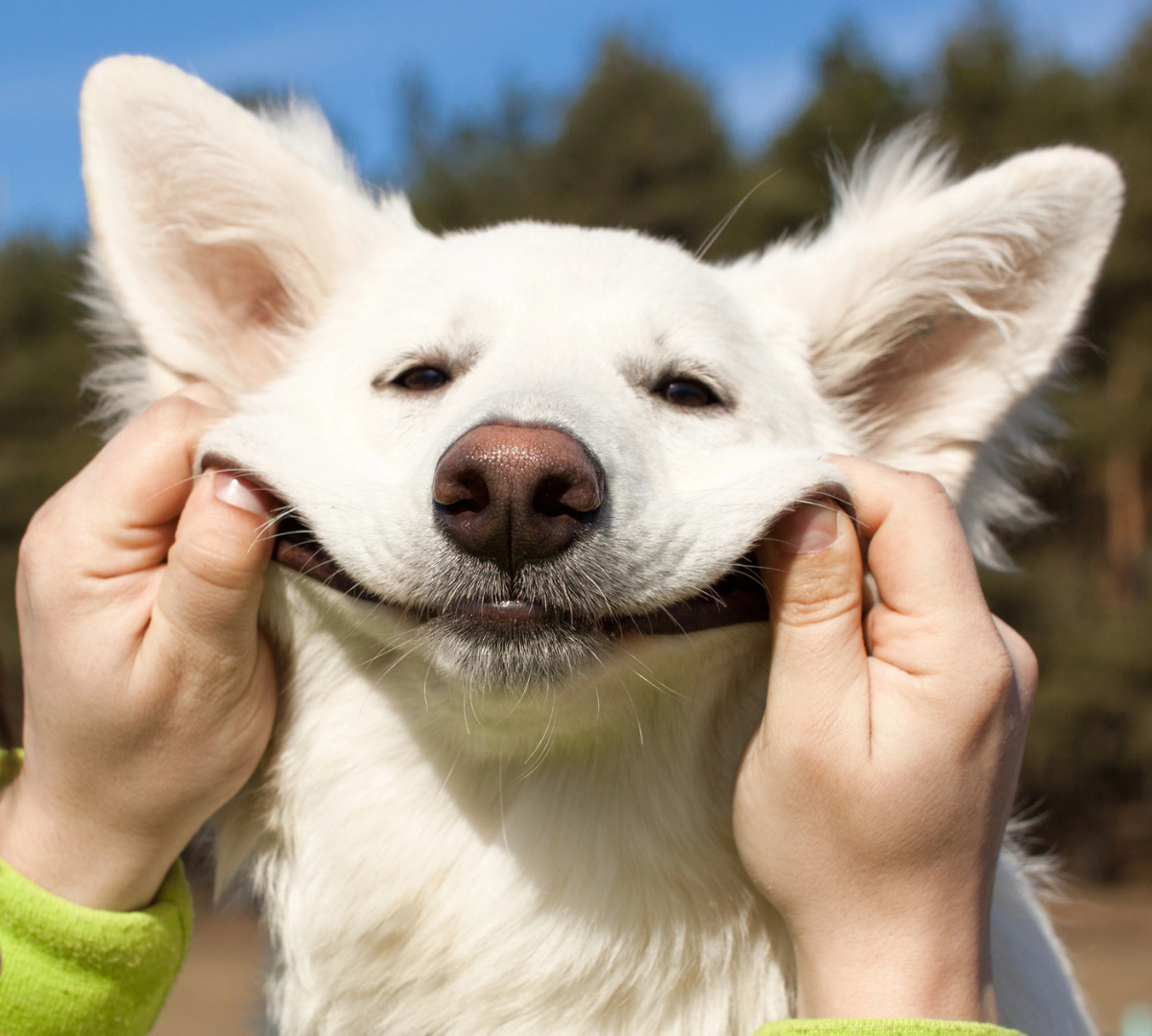 Is Dog Poop Bad for the Environment/ Does Dog Poop Kill Grass?