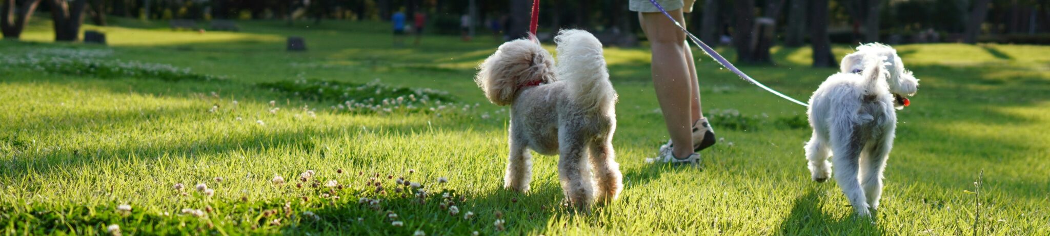 pet poop pickup service pet poop pickup service