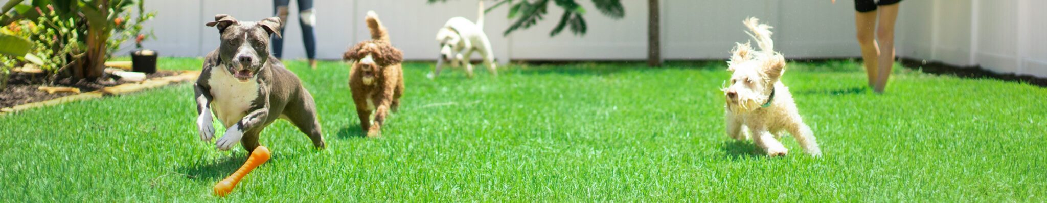 pooper scooper services in washington state