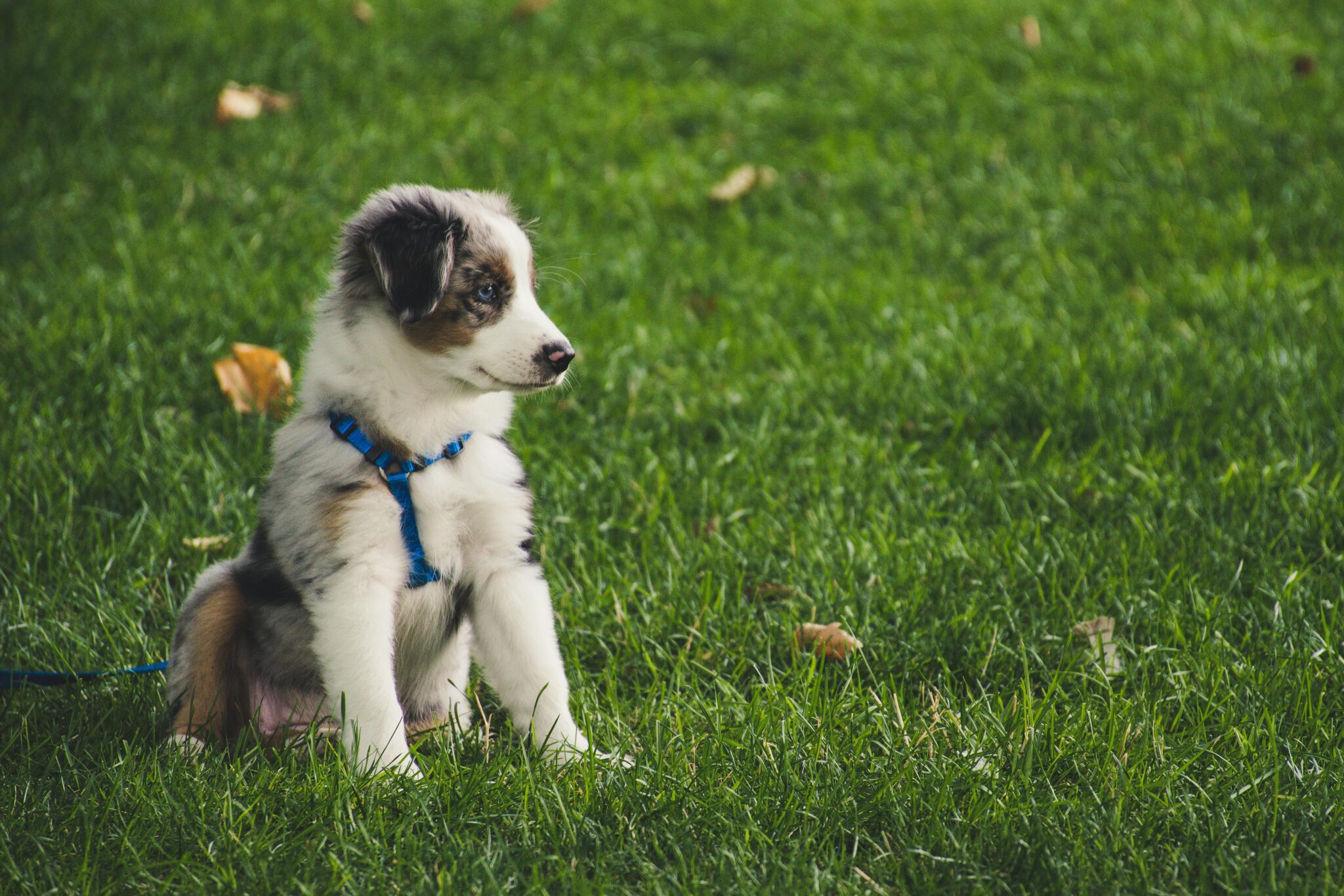 dog poop cleanup dog poop cleanup