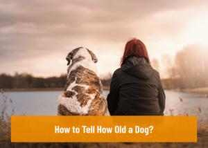How to Tell How Old a Dog