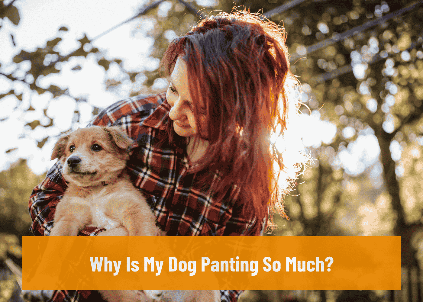 Why Is My Dog Panting So Much