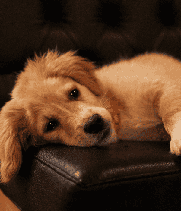 Skokomish Pooper Scooper Service