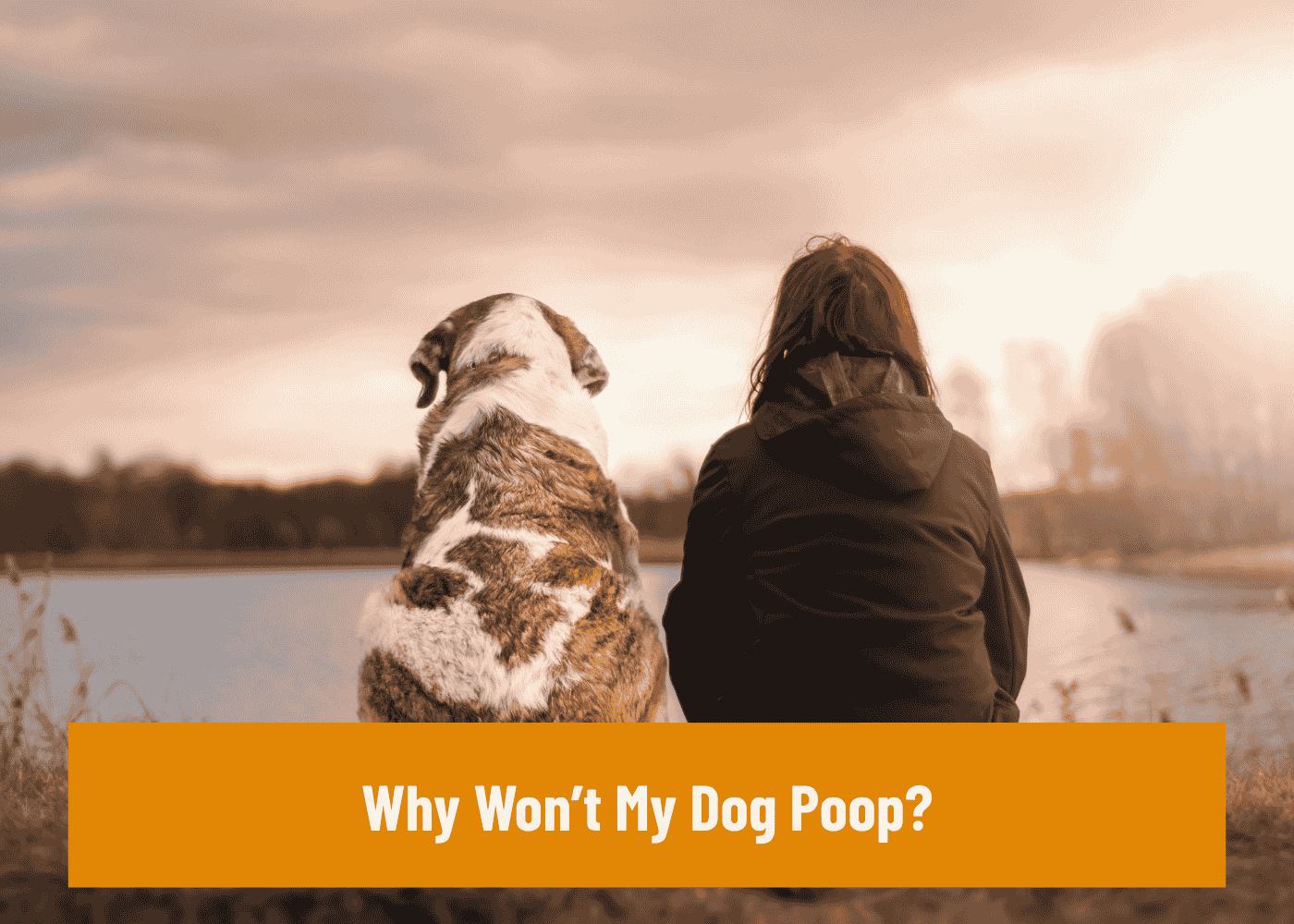Why Won’t My Dog Poop