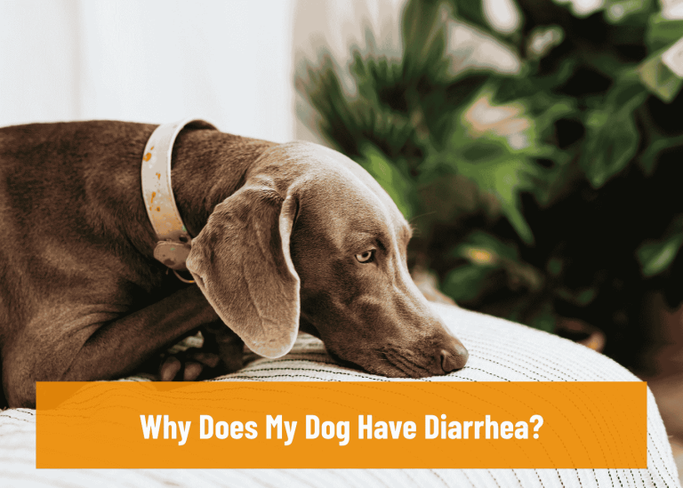 Why Does My Dog Have Diarrhea? - Scoopology Poop Removal