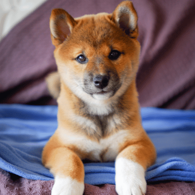 burley pooper scooper service