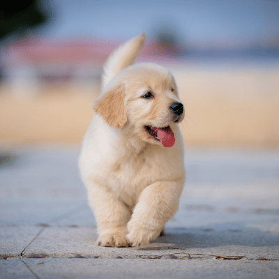 Enetai Pooper Scooper Service