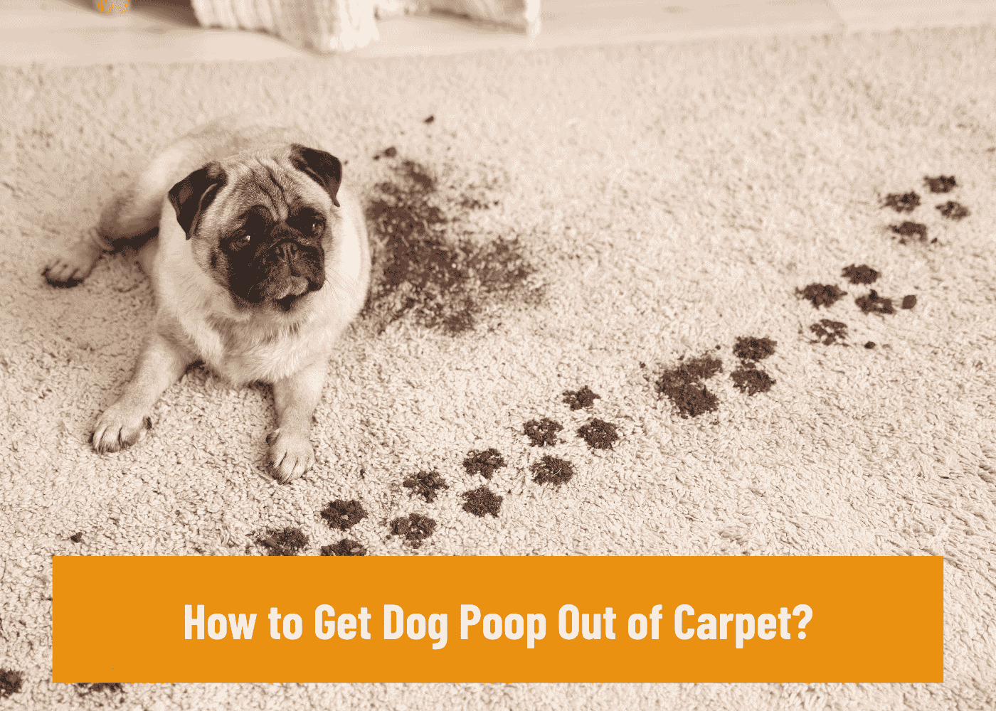 How to Get Dog Poop Out of Carpet
