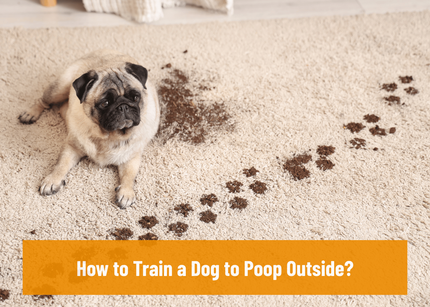 How to Train a Dog to Poop Outside