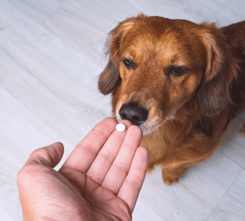 What to Give a Dog With an Upset Stomach (1)